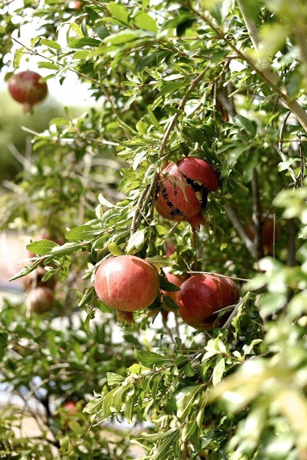 Adventures in Food - A weekend in the Karoo